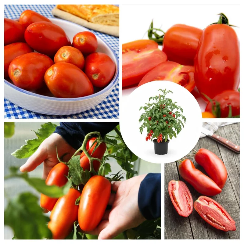 Long Red Tomato Live Plant – 4-6 Inch Tall Starter Plant – Well-Rooted in Pot Long Red Tomato Live Plant – 4-6 Inch Tall Starter Plant – Well-Rooted in Pot - Image 3
