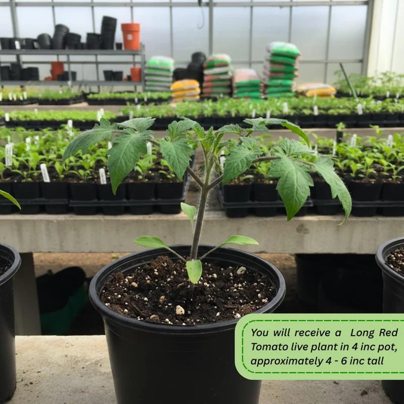 Long Red Tomato Live Plant – 4-6 Inch Tall Starter Plant – Well-Rooted in Pot Long Red Tomato Live Plant – 4-6 Inch Tall Starter Plant – Well-Rooted in Pot - Image 4