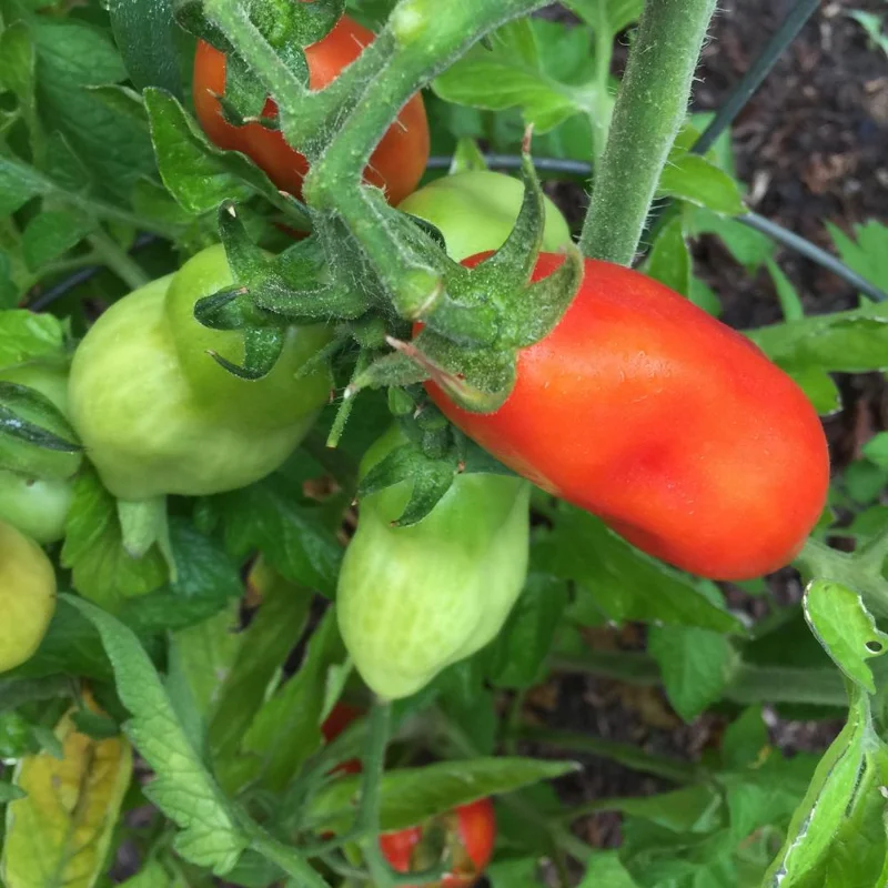 Long Red Tomato Live Plant – 4-6 Inch Tall Starter Plant – Well-Rooted in Pot Long Red Tomato Live Plant – 4-6 Inch Tall Starter Plant – Well-Rooted in Pot - Image 5