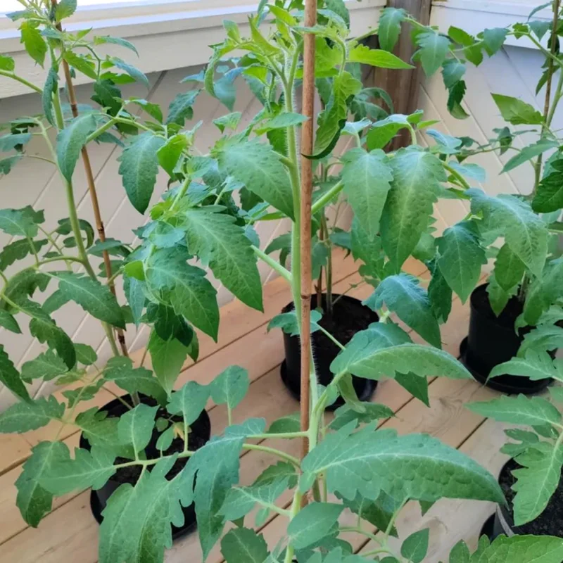 Long Red Tomato Live Plant – 4-6 Inch Tall Starter Plant – Well-Rooted in Pot Long Red Tomato Live Plant – 4-6 Inch Tall Starter Plant – Well-Rooted in Pot - Image 6