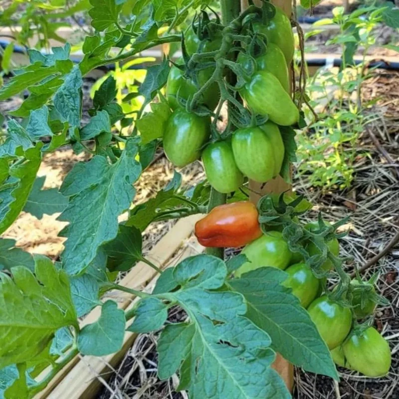 Long Red Tomato Live Plant – 4-6 Inch Tall Starter Plant – Well-Rooted in Pot Long Red Tomato Live Plant – 4-6 Inch Tall Starter Plant – Well-Rooted in Pot - Image 7