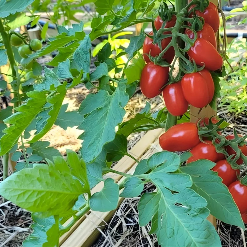 Long Red Tomato Live Plant – 4-6 Inch Tall Starter Plant – Well-Rooted in Pot Long Red Tomato Live Plant – 4-6 Inch Tall Starter Plant – Well-Rooted in Pot - Image 9