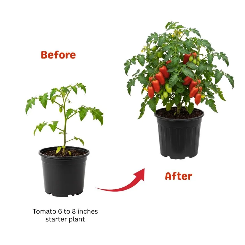 Long Red Tomato Plants Live - 2 Seedless Tomato Plants, 6-8 Inches Tall - Image 2
