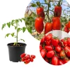 Long Red Tomato Plants Live - 2 Seedless Tomato Plants, 6-8 Inches Tall - Image 1