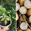 Longan Dimocarpus Fruit Tree Live Plant 5-8 Inches Tall Tropical Fruit Outdoor Longan Dimocarpus Fruit Tree Live Plant 5-8 Inches Tall Tropical Fruit Outdoor - Image 1