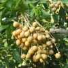 Longan Live Plant – Tropical Fruit Tree – 6-8 Inches Tall – 4 Inch Pot – Indoor/Outdoor - Image 1