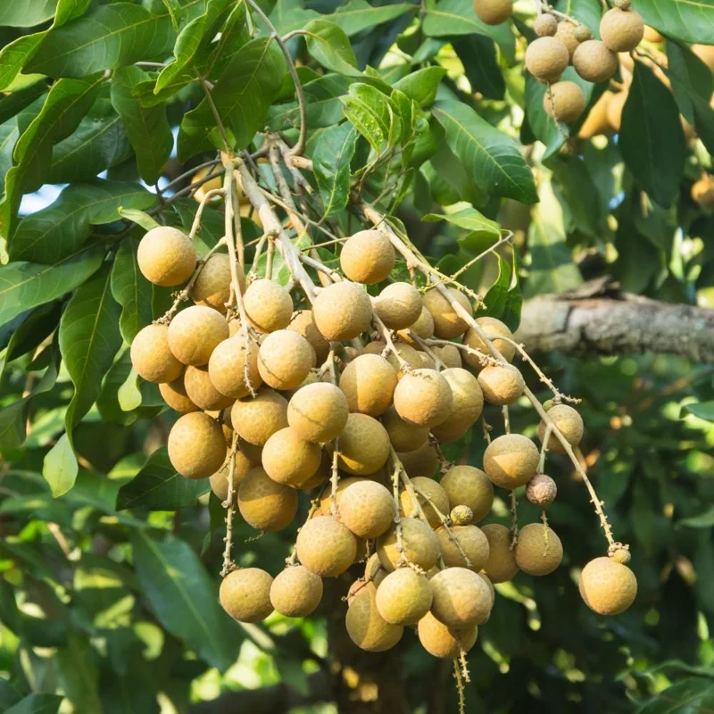 Longan Live Plant – Tropical Fruit Tree – 6-8 Inches Tall – 4 Inch Pot – Indoor/Outdoor Longan Live Plant – Tropical Fruit Tree – 6-8 Inches Tall – 4 Inch Pot – Indoor/Outdoor - Image 1