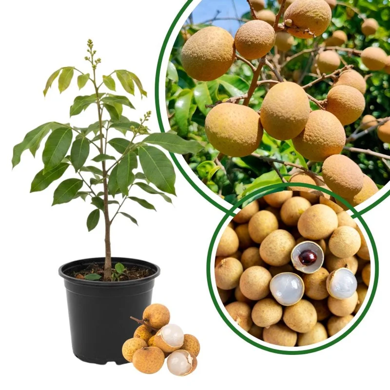 Longan Live Plant – Tropical Fruit Tree – 6-8 Inches Tall – 4 Inch Pot – Indoor/Outdoor Longan Live Plant – Tropical Fruit Tree – 6-8 Inches Tall – 4 Inch Pot – Indoor/Outdoor - Image 2