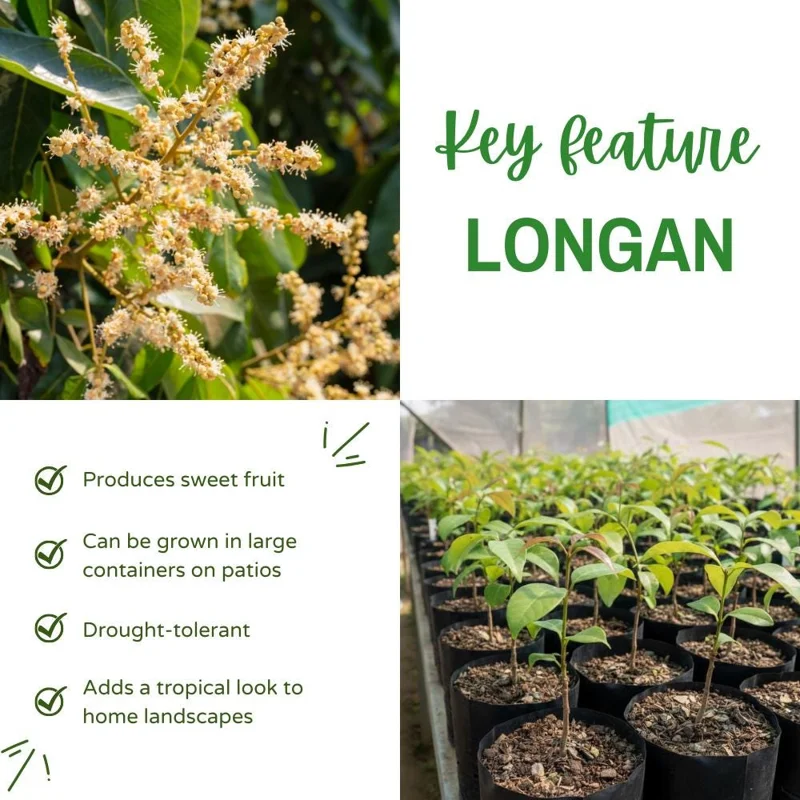 Longan Live Plant – Tropical Fruit Tree – 6-8 Inches Tall – 4 Inch Pot – Indoor/Outdoor Longan Live Plant – Tropical Fruit Tree – 6-8 Inches Tall – 4 Inch Pot – Indoor/Outdoor - Image 3