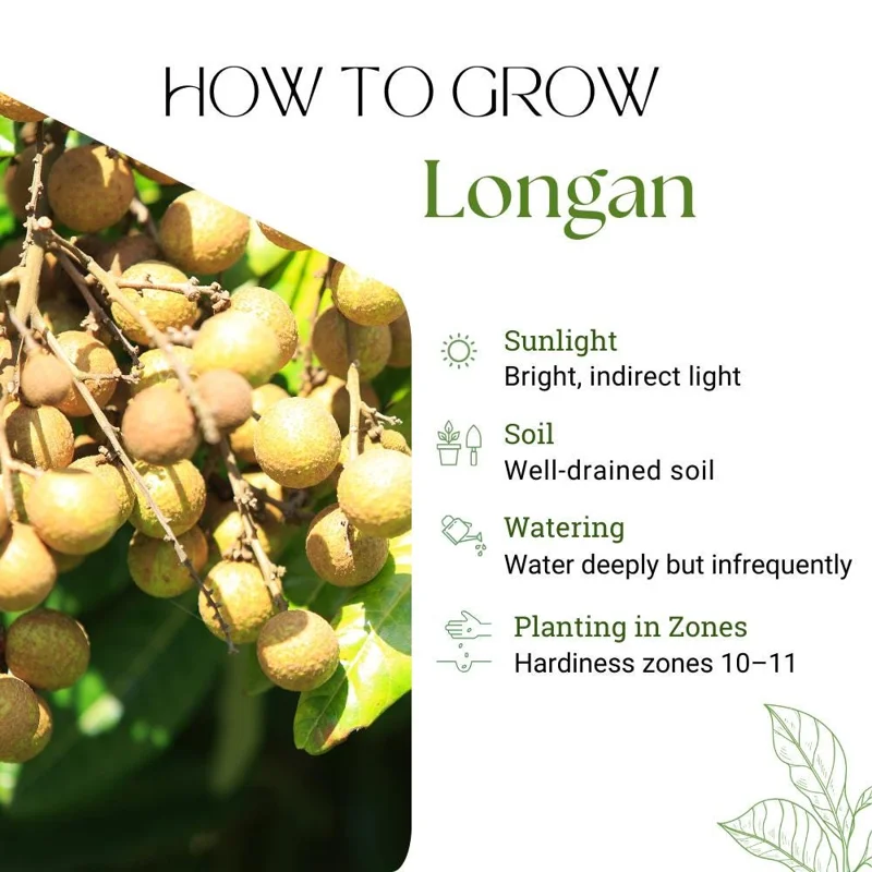 Longan Live Plant – Tropical Fruit Tree – 6-8 Inches Tall – 4 Inch Pot – Indoor/Outdoor Longan Live Plant – Tropical Fruit Tree – 6-8 Inches Tall – 4 Inch Pot – Indoor/Outdoor - Image 4