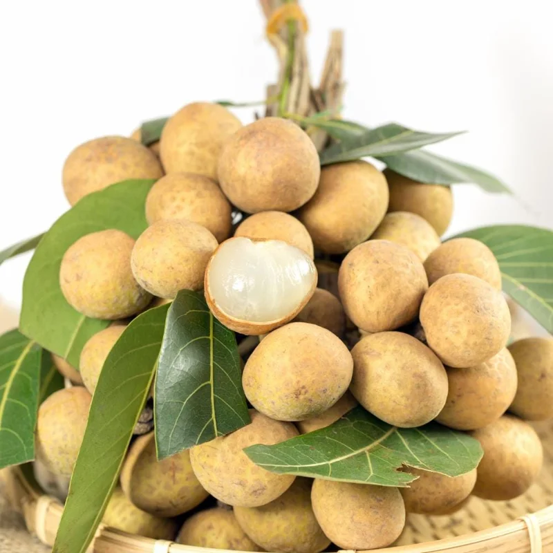 Longan Live Plant – Tropical Fruit Tree – 6-8 Inches Tall – 4 Inch Pot – Indoor/Outdoor Longan Live Plant – Tropical Fruit Tree – 6-8 Inches Tall – 4 Inch Pot – Indoor/Outdoor - Image 5