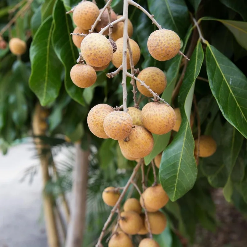 Longan Live Plant – Tropical Fruit Tree – 6-8 Inches Tall – 4 Inch Pot – Indoor/Outdoor Longan Live Plant – Tropical Fruit Tree – 6-8 Inches Tall – 4 Inch Pot – Indoor/Outdoor - Image 6
