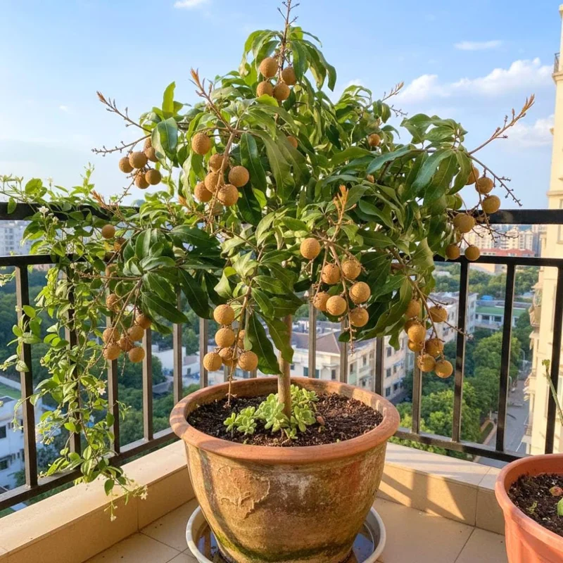 Longan Live Plant – Tropical Fruit Tree – 6-8 Inches Tall – 4 Inch Pot – Indoor/Outdoor Longan Live Plant – Tropical Fruit Tree – 6-8 Inches Tall – 4 Inch Pot – Indoor/Outdoor - Image 7
