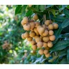 Longan Tree Live Plant - 8 to 10 Inch Tall Fruit Tree in Half Gallon Pot Longan Tree Live Plant - 8 to 10 Inch Tall Fruit Tree in Half Gallon Pot - Image 1