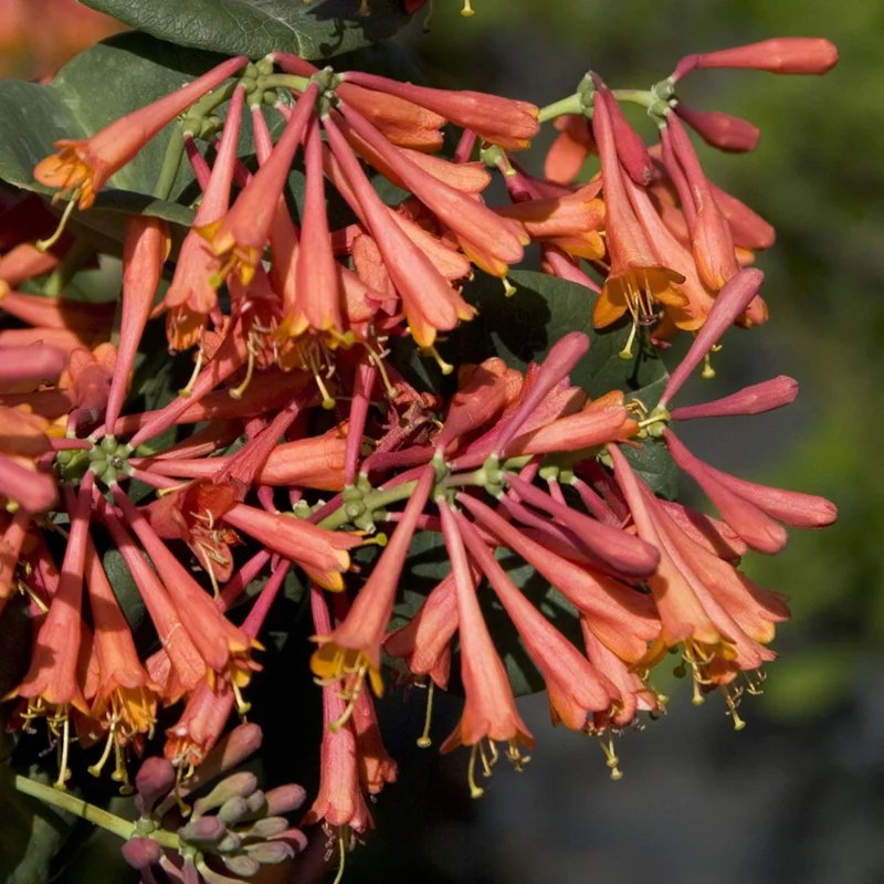 Lonicera Dropmore Scarlet Honeysuckle Vine - Red Orange Flower Starter Plant 6-10 Inch Tall - Image 2