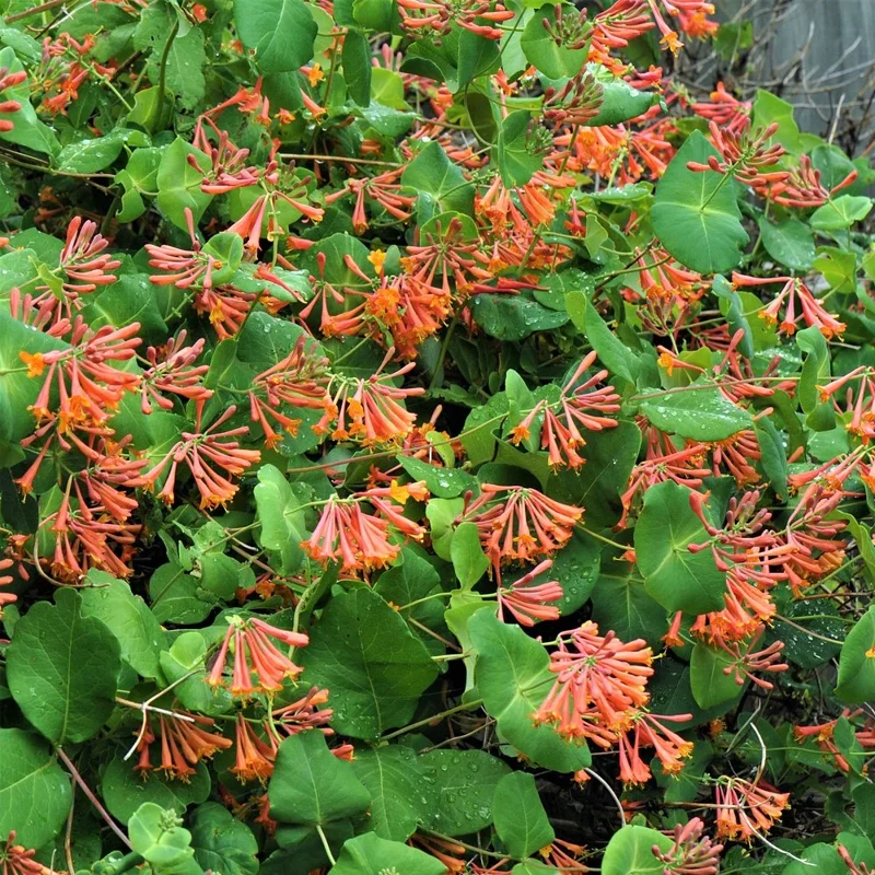 Lonicera Dropmore Scarlet Honeysuckle Vine - Red Orange Flower Starter Plant 6-10 Inch Tall - Image 1