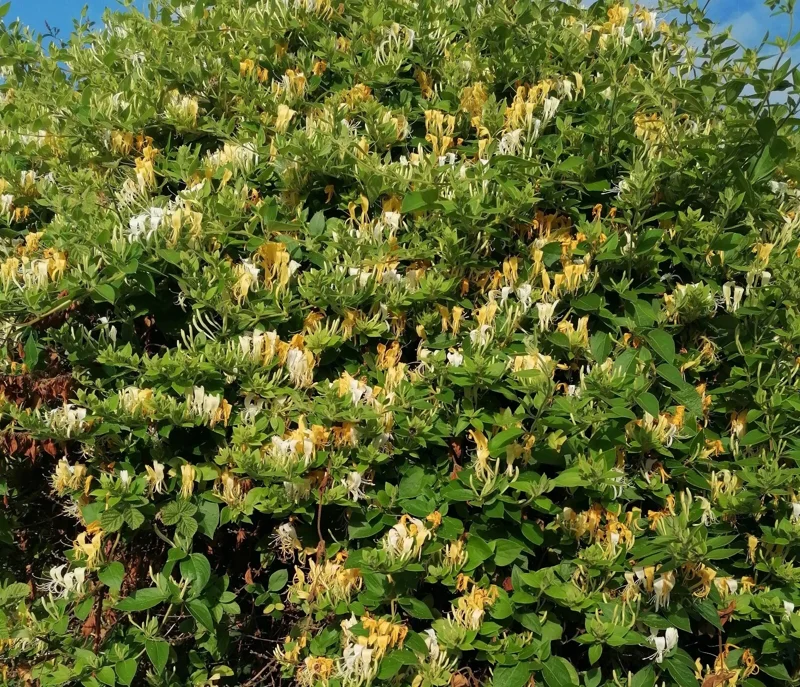 Lonicera Japonica Honeysuckle Vine Live Plant - Creamy Yellow Flowers - Fragrant Starter Plant 6-10 Inch Tall - Image 2