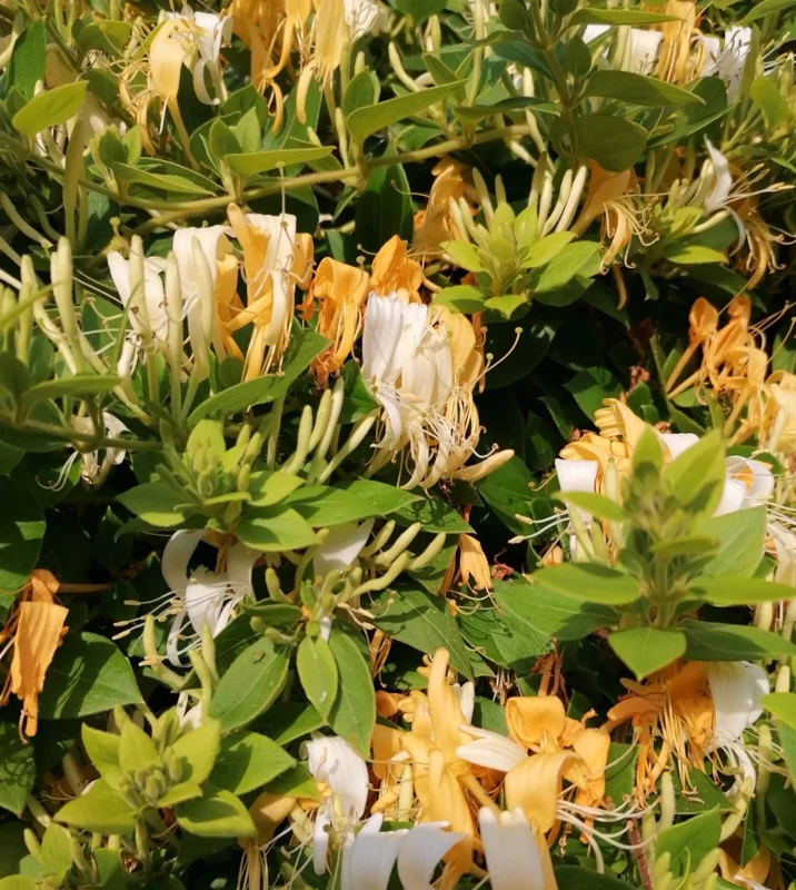 Lonicera Japonica Honeysuckle Vine Live Plant - Creamy Yellow Flowers - Fragrant Starter Plant 6-10 Inch Tall - Image 1
