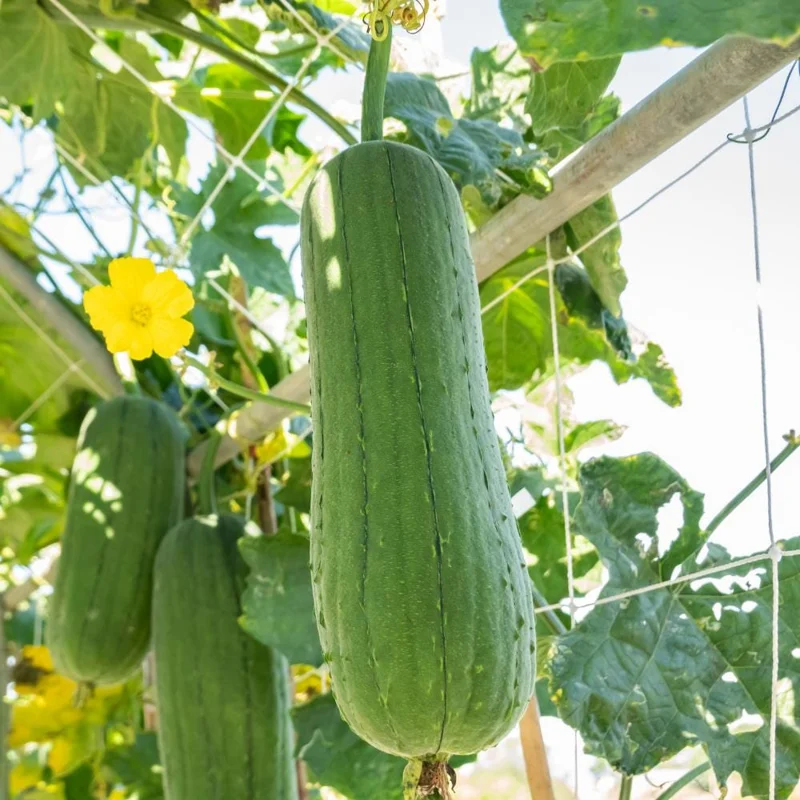 Loofah Live Plant – 4-Inch Pot, 4-6 Inch Tall Climbing Vine Loofah Live Plant – 4-Inch Pot, 4-6 Inch Tall Climbing Vine - Image 2