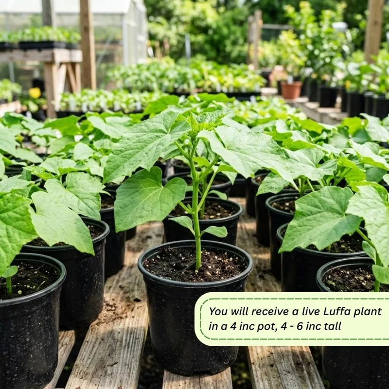 Loofah Live Plant – 4-Inch Pot, 4-6 Inch Tall Climbing Vine Loofah Live Plant – 4-Inch Pot, 4-6 Inch Tall Climbing Vine - Image 3