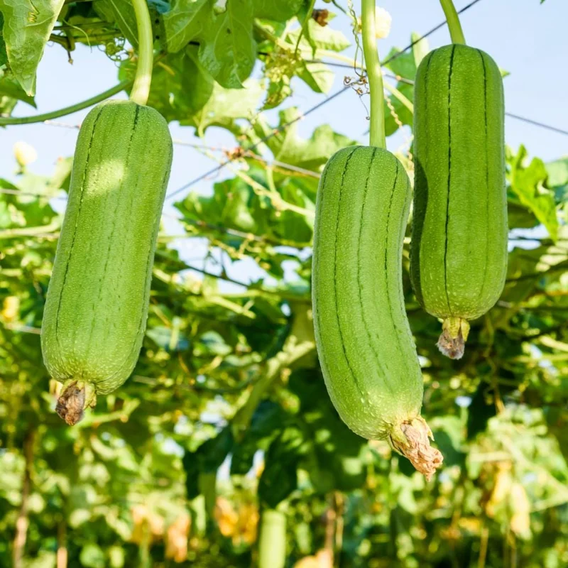 Loofah Live Plant – 4-Inch Pot, 4-6 Inch Tall Climbing Vine Loofah Live Plant – 4-Inch Pot, 4-6 Inch Tall Climbing Vine - Image 4