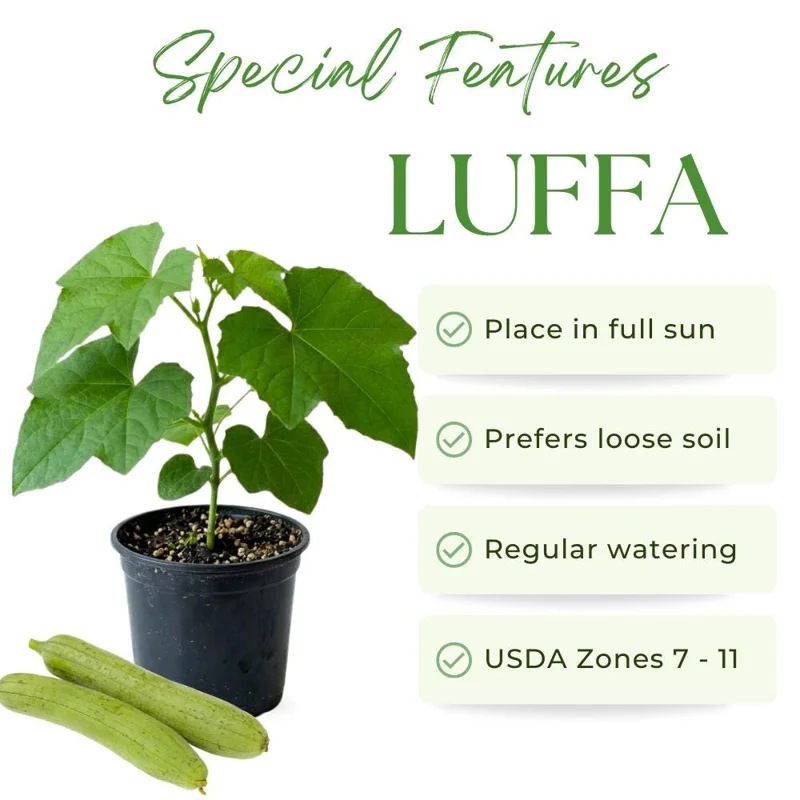 Loofah Live Plant – 4-Inch Pot, 4-6 Inch Tall Climbing Vine Loofah Live Plant – 4-Inch Pot, 4-6 Inch Tall Climbing Vine - Image 5