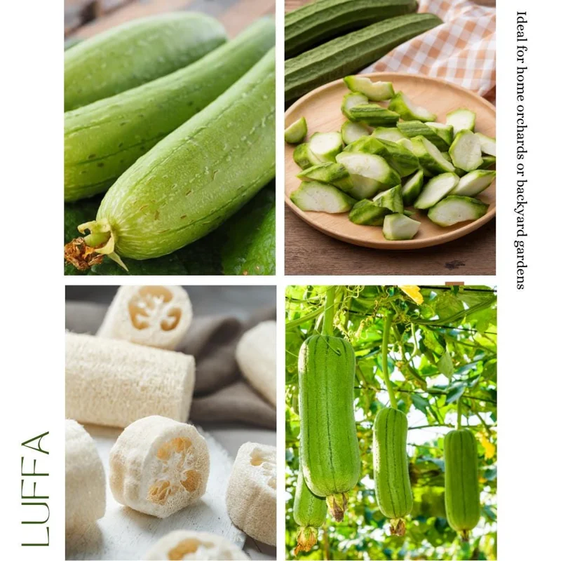 Loofah Live Plant – 4-Inch Pot, 4-6 Inch Tall Climbing Vine Loofah Live Plant – 4-Inch Pot, 4-6 Inch Tall Climbing Vine - Image 6