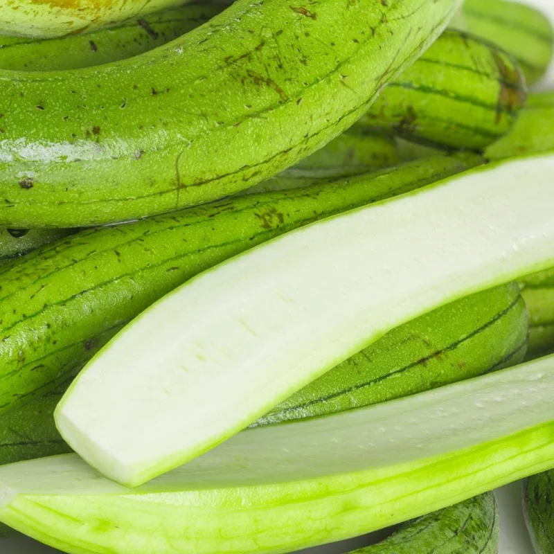 Loofah Live Plant – 4-Inch Pot, 4-6 Inch Tall Climbing Vine Loofah Live Plant – 4-Inch Pot, 4-6 Inch Tall Climbing Vine - Image 8