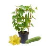 Loofah Live Plant – 4-Inch Pot, 4-6 Inch Tall Climbing Vine - Image 1