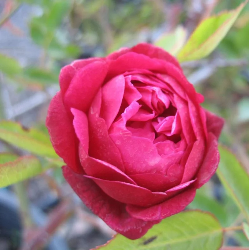 Louis Philippe Rose Live Plant - Crimson Pink Climbing Bush - 5-7" Tall Louis Philippe Rose Live Plant - Crimson Pink Climbing Bush - 5-7" Tall - Image 2