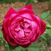 Louis Philippe Rose Live Plant - Crimson Pink Climbing Bush - 5-7" Tall Louis Philippe Rose Live Plant - Crimson Pink Climbing Bush - 5-7" Tall - Image 1