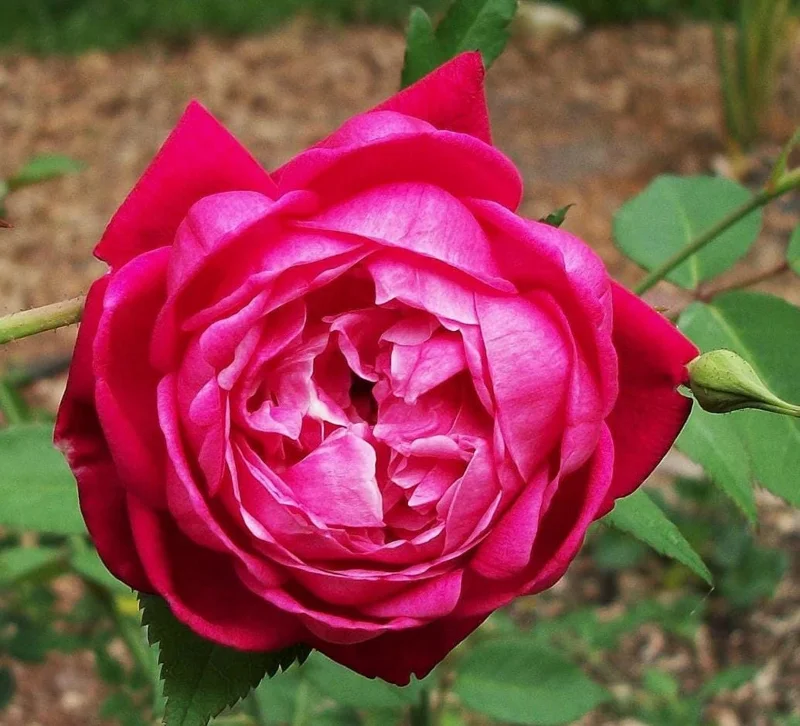 Louis Philippe Rose Live Plant - Crimson Pink Climbing Bush - 5-7" Tall Louis Philippe Rose Live Plant - Crimson Pink Climbing Bush - 5-7" Tall - Image 1