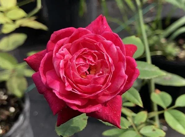 Louis Philippe Rose Live Plant - Crimson Pink Climbing Bush - 5-7" Tall Louis Philippe Rose Live Plant - Crimson Pink Climbing Bush - 5-7" Tall - Image 3