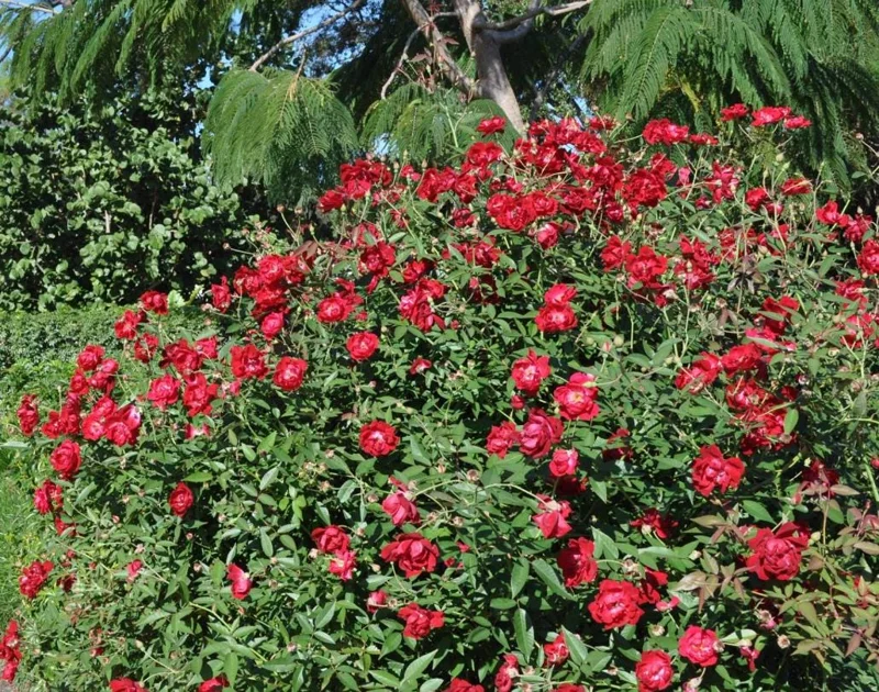Louis Philippe Rose Live Plant - Crimson Pink Climbing Bush - 5-7" Tall Louis Philippe Rose Live Plant - Crimson Pink Climbing Bush - 5-7" Tall - Image 4