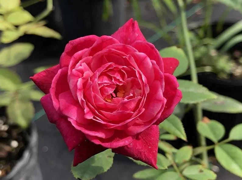 Louis Philippe Rose Live Plant - Crimson Pink Climbing Bush - 5-7" Tall Louis Philippe Rose Live Plant - Crimson Pink Climbing Bush - 5-7" Tall - Image 5