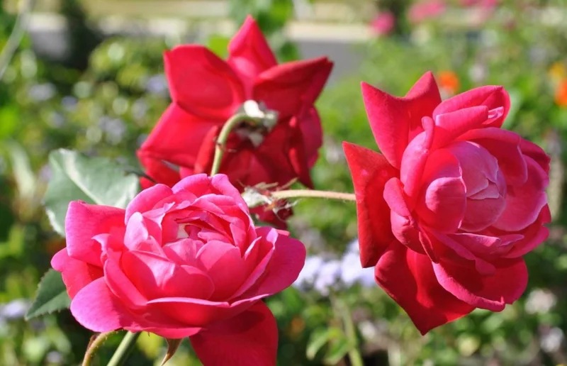 Louis Philippe Rose Live Plant - Crimson Pink Climbing Bush - 5-7" Tall Louis Philippe Rose Live Plant - Crimson Pink Climbing Bush - 5-7" Tall - Image 6