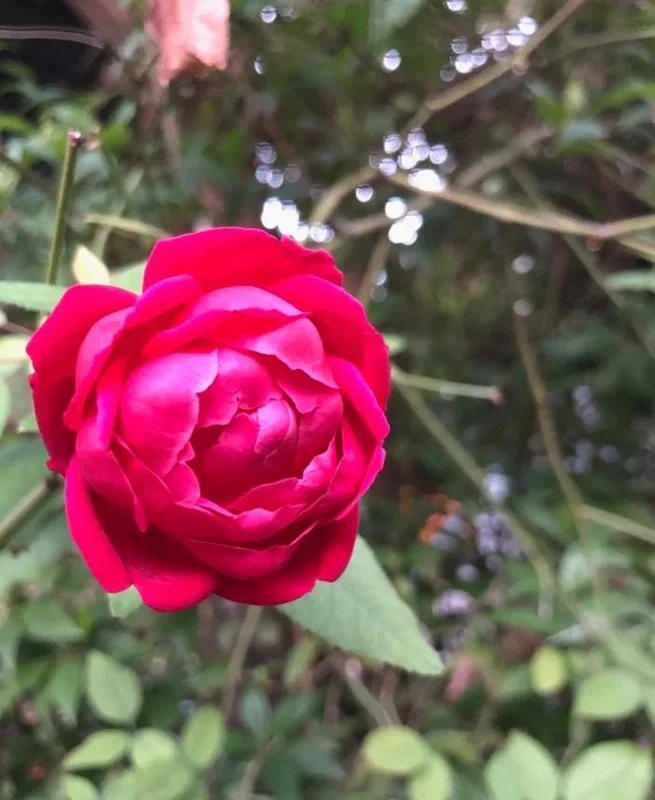 Louis Philippe Rose Live Plant - Crimson Pink Climbing Bush - 5-7" Tall Louis Philippe Rose Live Plant - Crimson Pink Climbing Bush - 5-7" Tall - Image 7