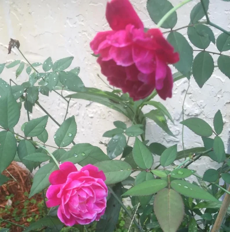 Louis Philippe Rose Live Plant - Crimson Pink Climbing Bush - 5-7" Tall Louis Philippe Rose Live Plant - Crimson Pink Climbing Bush - 5-7" Tall - Image 8