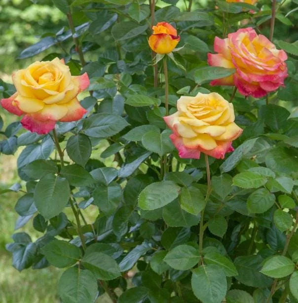 Love Peace Rose Bush Live Plant - Heirloom Hybrid Tea Rose, Fragrant, 4-7 Inch Love Peace Rose Bush Live Plant - Heirloom Hybrid Tea Rose, Fragrant, 4-7 Inch - Image 4