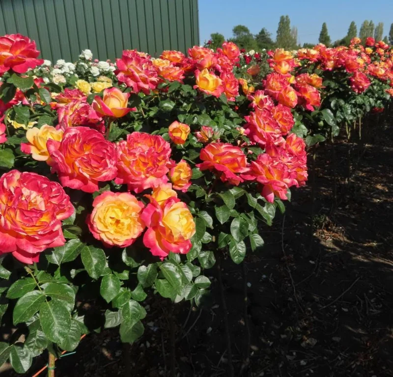 Love Peace Rose Bush Live Plant - Heirloom Hybrid Tea Rose, Fragrant, 4-7 Inch Love Peace Rose Bush Live Plant - Heirloom Hybrid Tea Rose, Fragrant, 4-7 Inch - Image 5