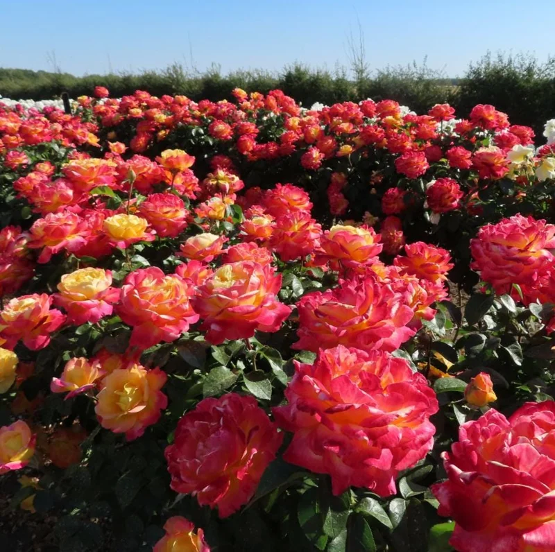 Love Peace Rose Bush Live Plant - Heirloom Hybrid Tea Rose, Fragrant, 4-7 Inch Love Peace Rose Bush Live Plant - Heirloom Hybrid Tea Rose, Fragrant, 4-7 Inch - Image 1