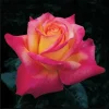 Love Peace Rose Plant Live - Fragrant Bi-color Hybrid Tea, 4-8 Inch Tall - Image 1