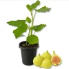 LSU Gold Fig Tree Live Plant, Ficus Carica, 4-8 Inch Tall, Fruit Tree - Image 1