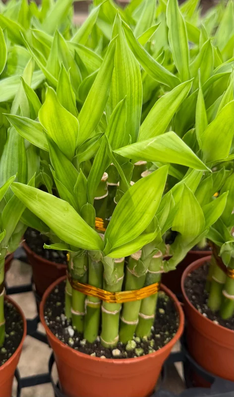 Lucky Bamboo Live Plant - Dracaena Sanderiana in 4 Inch Pot - Indoor Houseplant - Image 2