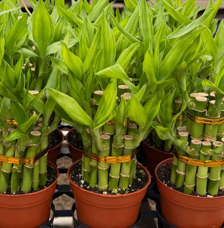 Lucky Bamboo Live Plant - Dracaena Sanderiana in 4 Inch Pot - Indoor Houseplant Lucky Bamboo Live Plant - Dracaena Sanderiana in 4 Inch Pot - Indoor Houseplant - Image 3