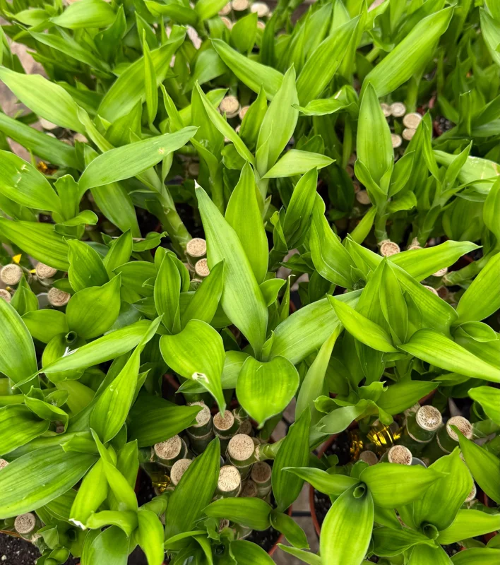 Lucky Bamboo Live Plant - Dracaena Sanderiana in 4 Inch Pot - Indoor Houseplant Lucky Bamboo Live Plant - Dracaena Sanderiana in 4 Inch Pot - Indoor Houseplant - Image 4