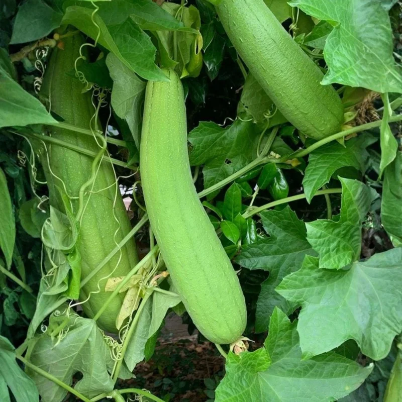 Luffa Gourd Live Plant - 4 Inch Pot Loofah Vine, Edible & Sponge Gourd Luffa Gourd Live Plant - 4 Inch Pot Loofah Vine, Edible & Sponge Gourd - Image 2