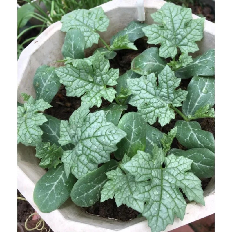 Luffa Gourd Live Plant - 4 Inch Pot Loofah Vine, Edible & Sponge Gourd Luffa Gourd Live Plant - 4 Inch Pot Loofah Vine, Edible & Sponge Gourd - Image 3