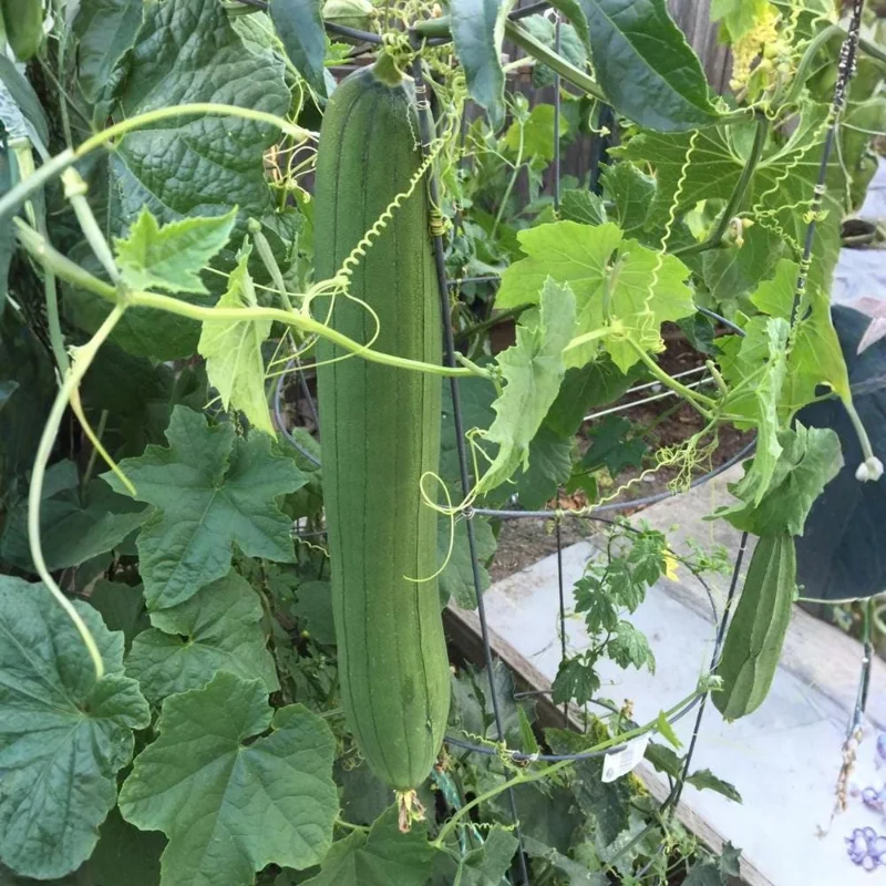 Luffa Gourd Live Plant - 4 Inch Pot Loofah Vine, Edible & Sponge Gourd Luffa Gourd Live Plant - 4 Inch Pot Loofah Vine, Edible & Sponge Gourd - Image 4