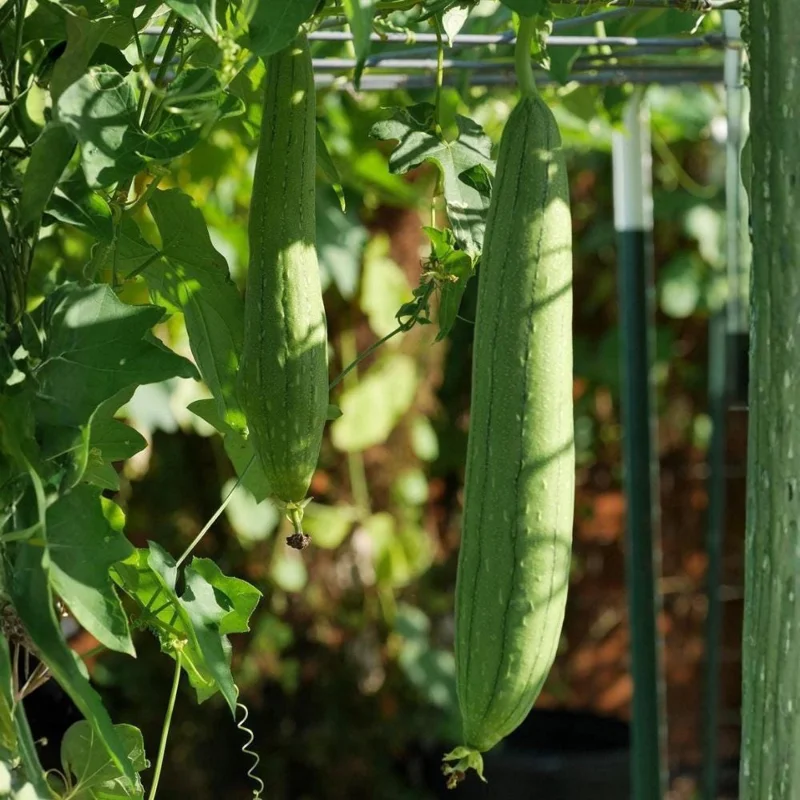 Luffa Gourd Live Plant - 4 Inch Pot Loofah Vine, Edible & Sponge Gourd Luffa Gourd Live Plant - 4 Inch Pot Loofah Vine, Edible & Sponge Gourd - Image 5